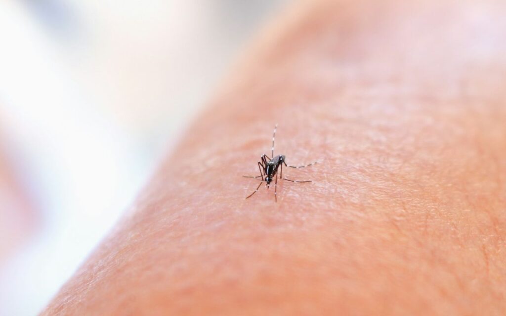 Первая медицинская помощь при укусах насекомых