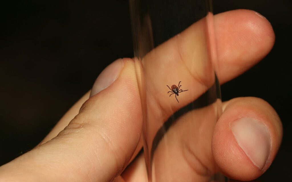 Первая медицинская помощь при укусах насекомых